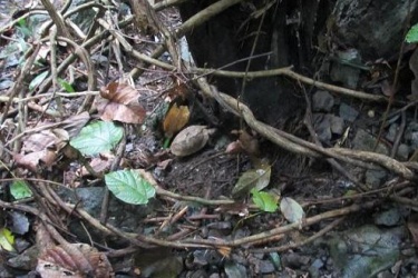 National Park Phong Nha - Ke Bang National Wildlife drop into the natural environment